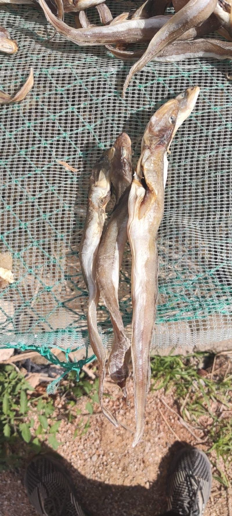 海狗鱼海鲶鱼干