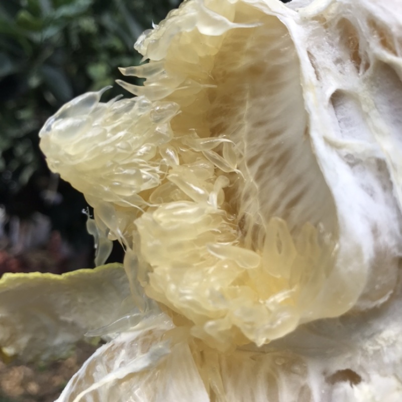 黄金爆汁葡萄柚是一款纯果汁水果，果肉细腻，水分相当足