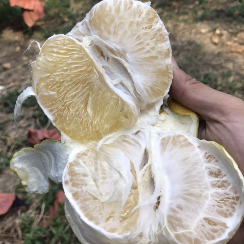 黄金爆汁葡萄柚是一款纯果汁水果，果肉细腻，水分相当足
