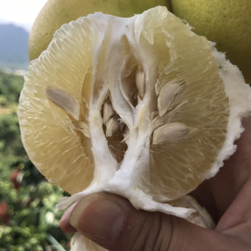 黄金爆汁葡萄柚是一款纯果汁水果，果肉细腻，水分相当足