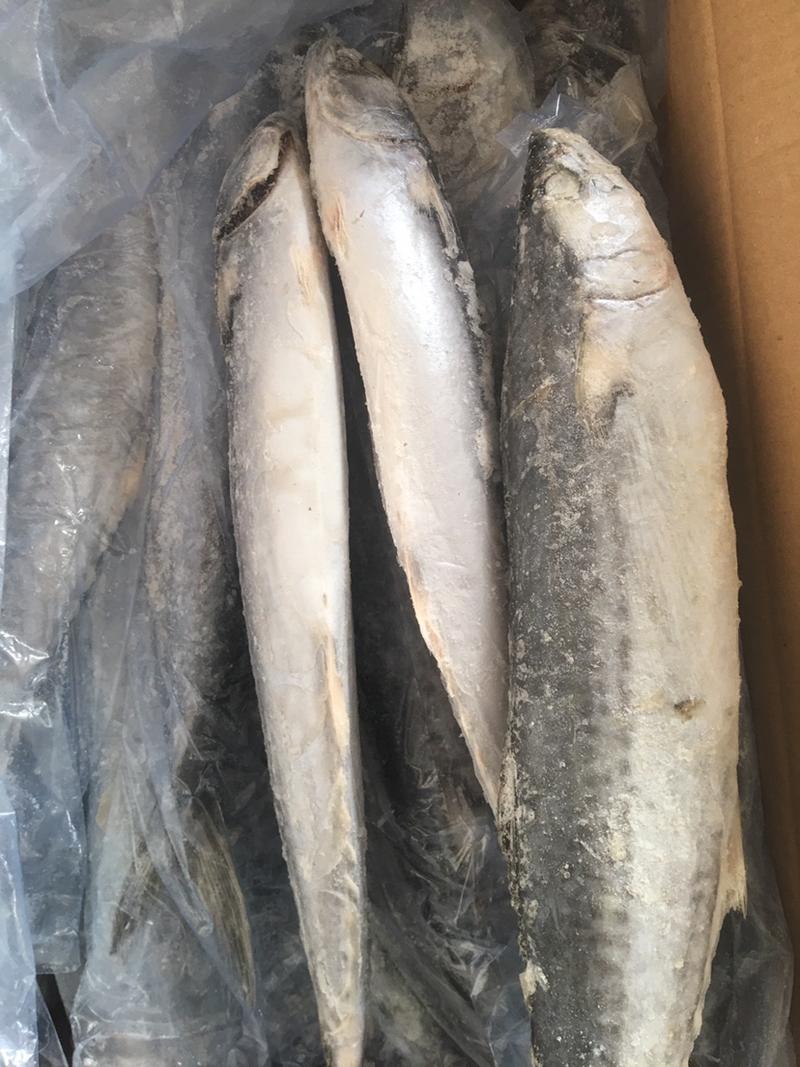 产地直发马鲛鱼鲅鱼海鲜大咖批发全国发货
