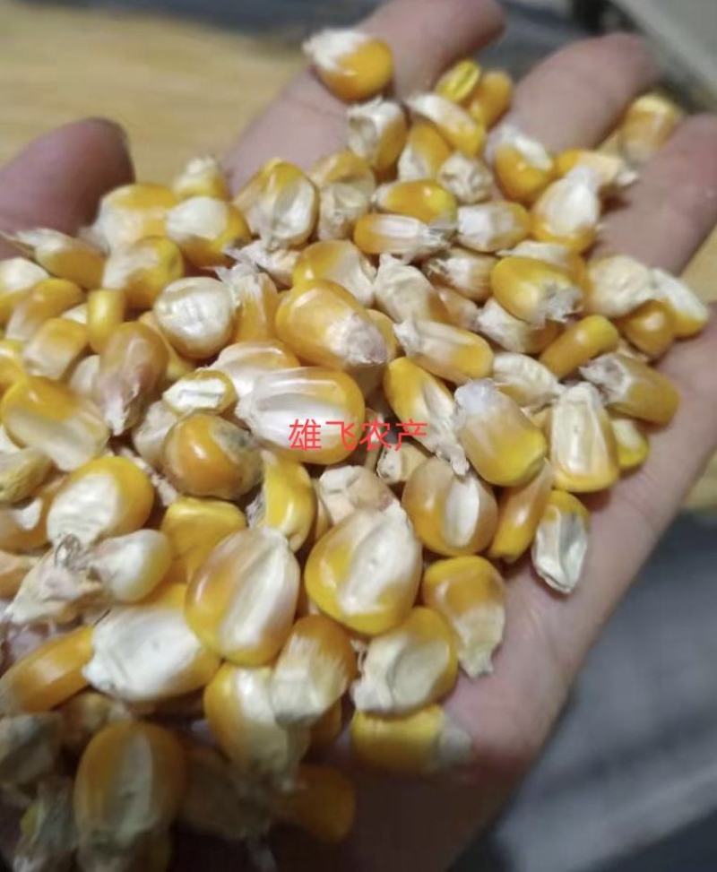 新玉米新包谷干玉米净粮可袋装可散装可标准包