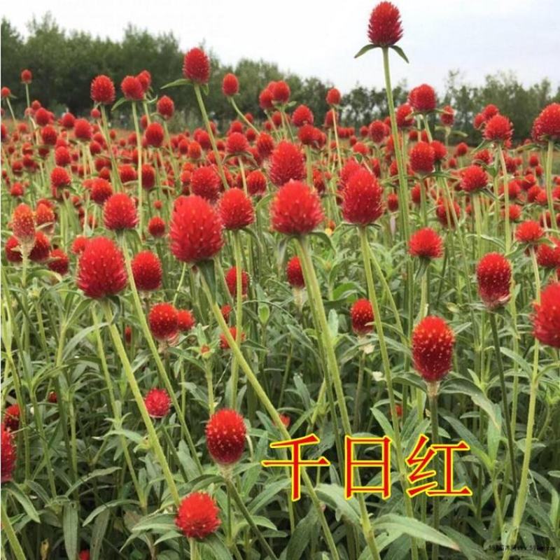 千日红千日粉千日紫种子百日红火球花庭院阳台种子景观花