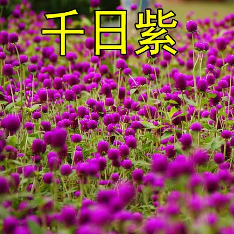千日红千日粉千日紫种子百日红火球花庭院阳台种子景观花