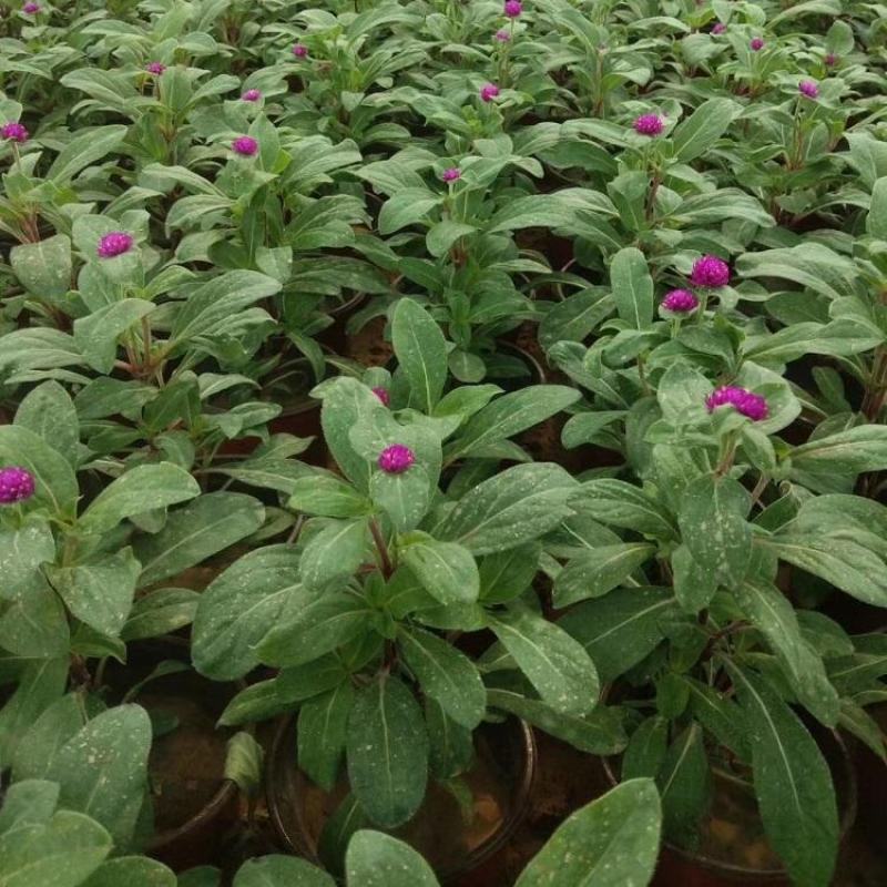 千日红千日粉千日紫种子百日红火球花庭院阳台种子景观花