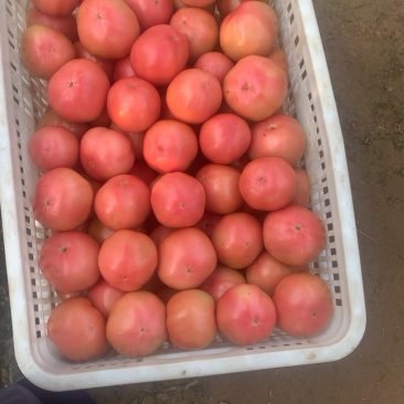 硬粉西红柿🍅硬度高，颜色好！