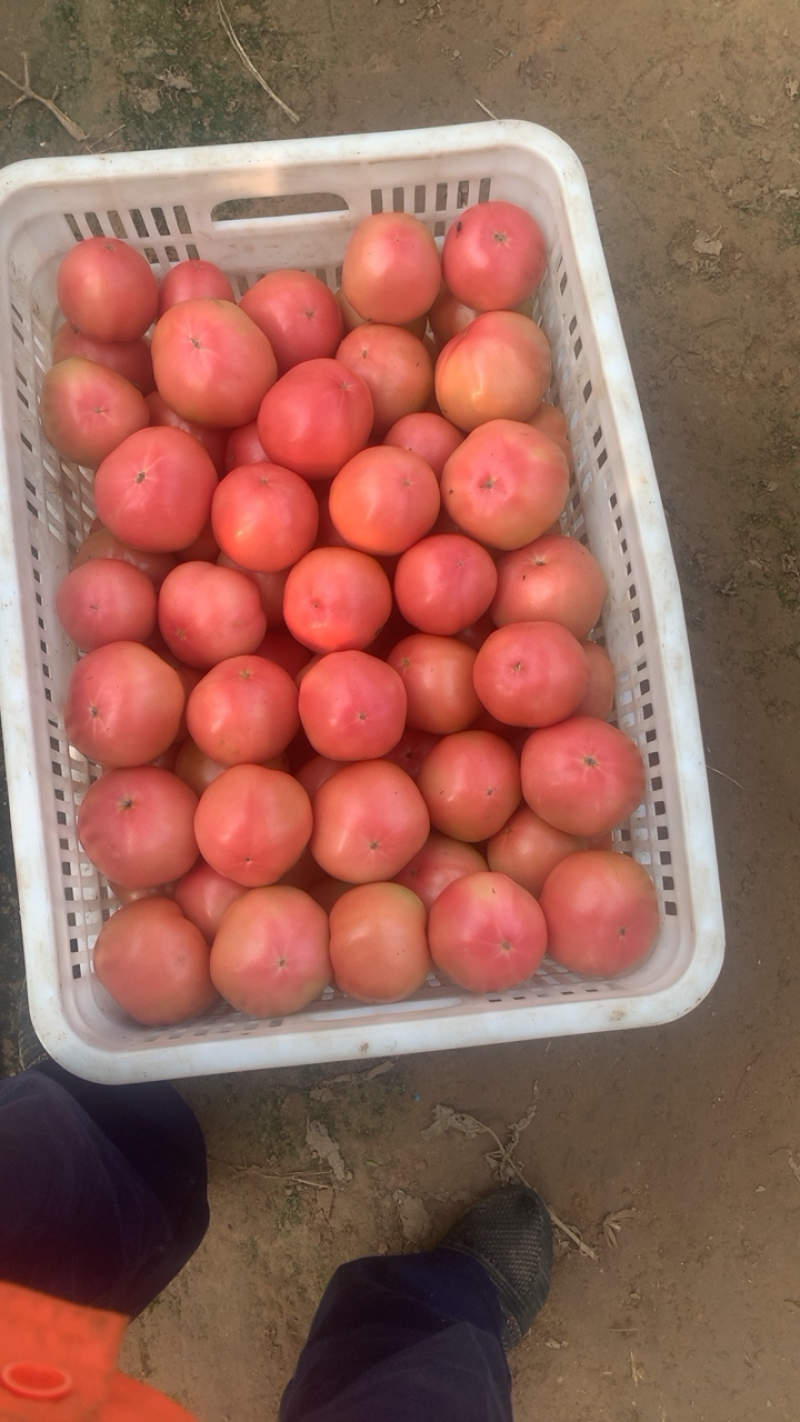 硬粉西红柿🍅硬度高，颜色好！