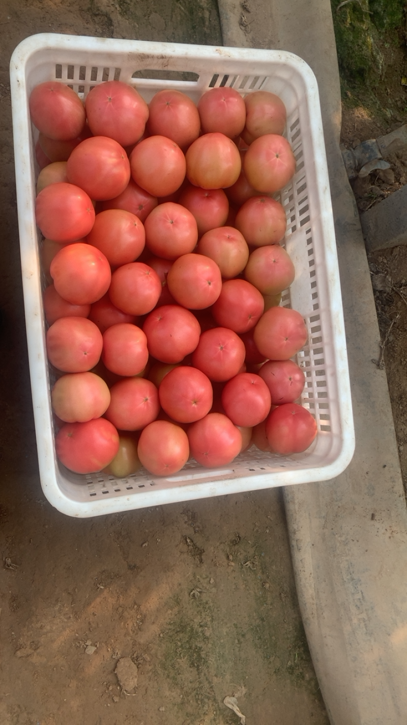 硬粉西红柿🍅硬度高，颜色好！