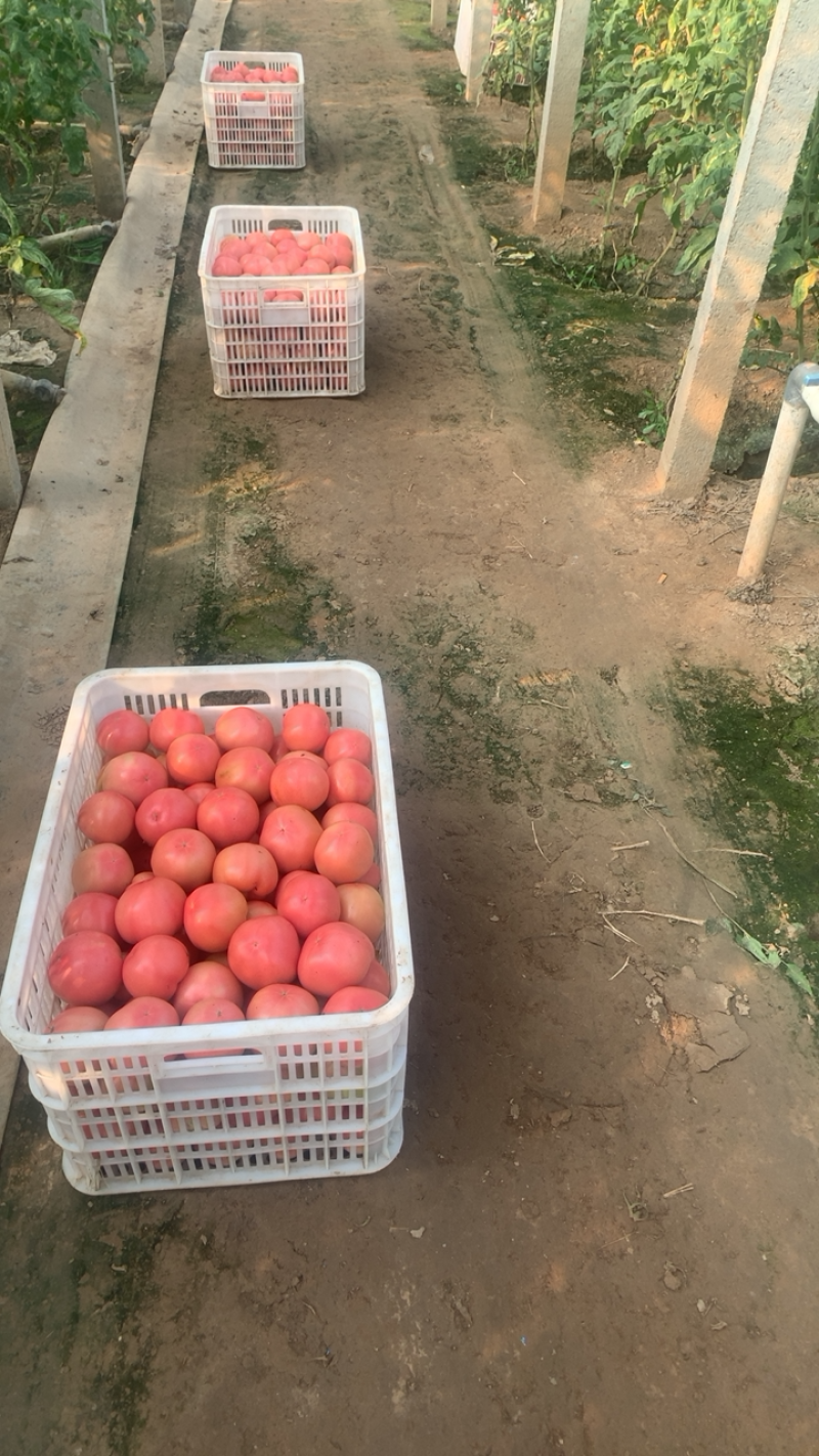 硬粉西红柿🍅硬度高，颜色好！