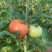 硬粉西红柿🍅硬度高，颜色好！
