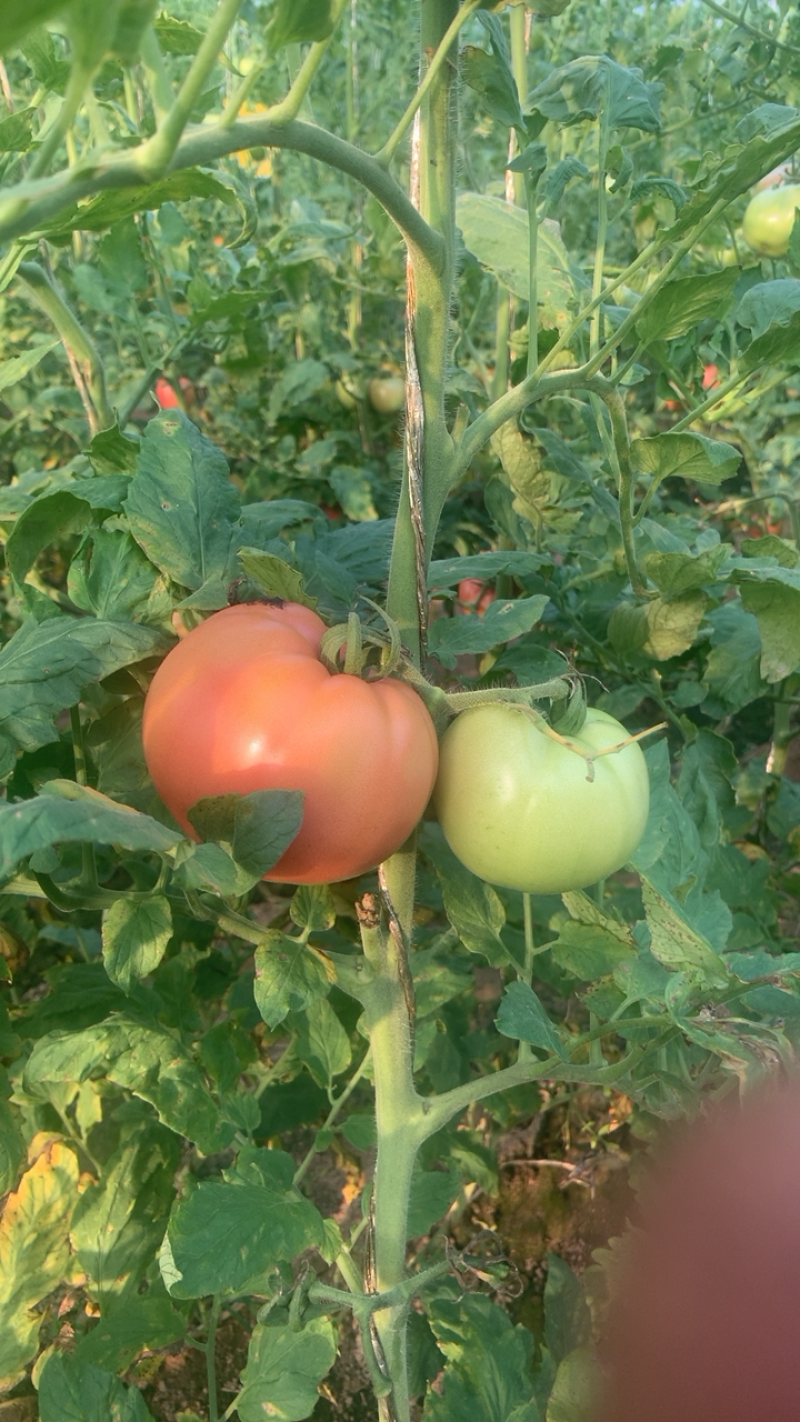 硬粉西红柿🍅硬度高，颜色好！