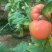 硬粉西红柿🍅硬度高，颜色好！