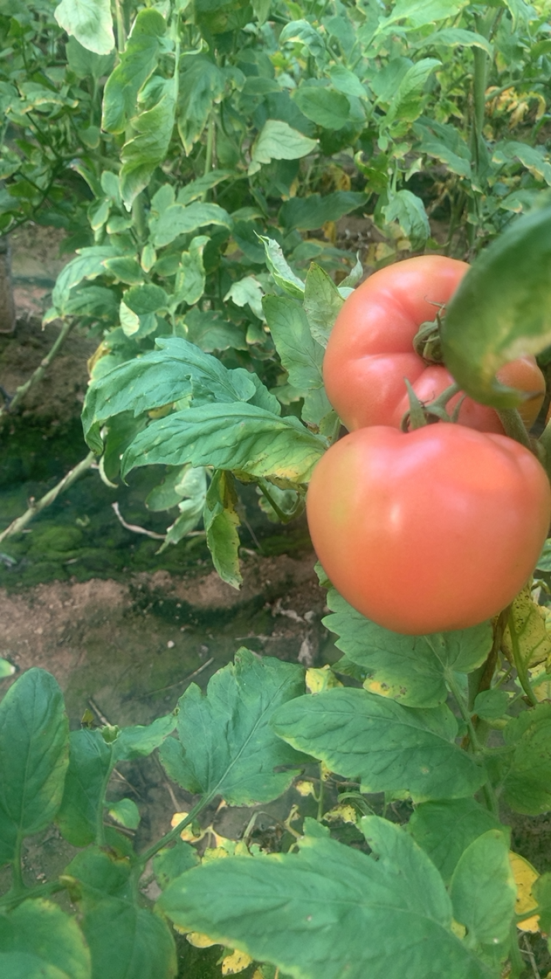 硬粉西红柿🍅硬度高，颜色好！