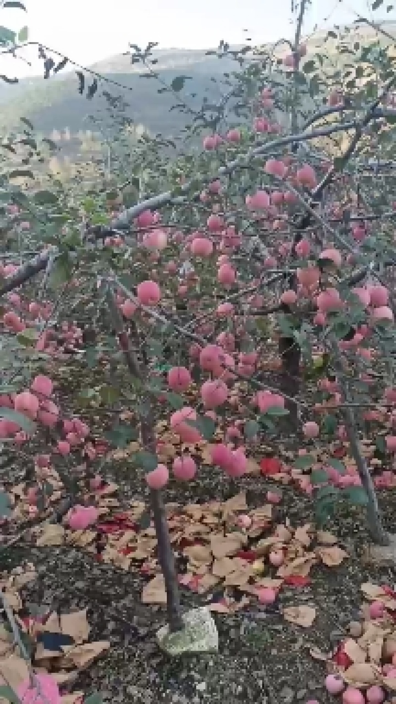 红富士苹果，条红，片红，全红，规格齐全，保质保量！
