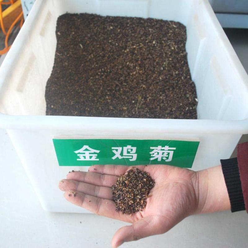 金鸡菊种子花海种子四季易种庭院阳台种子景观花海