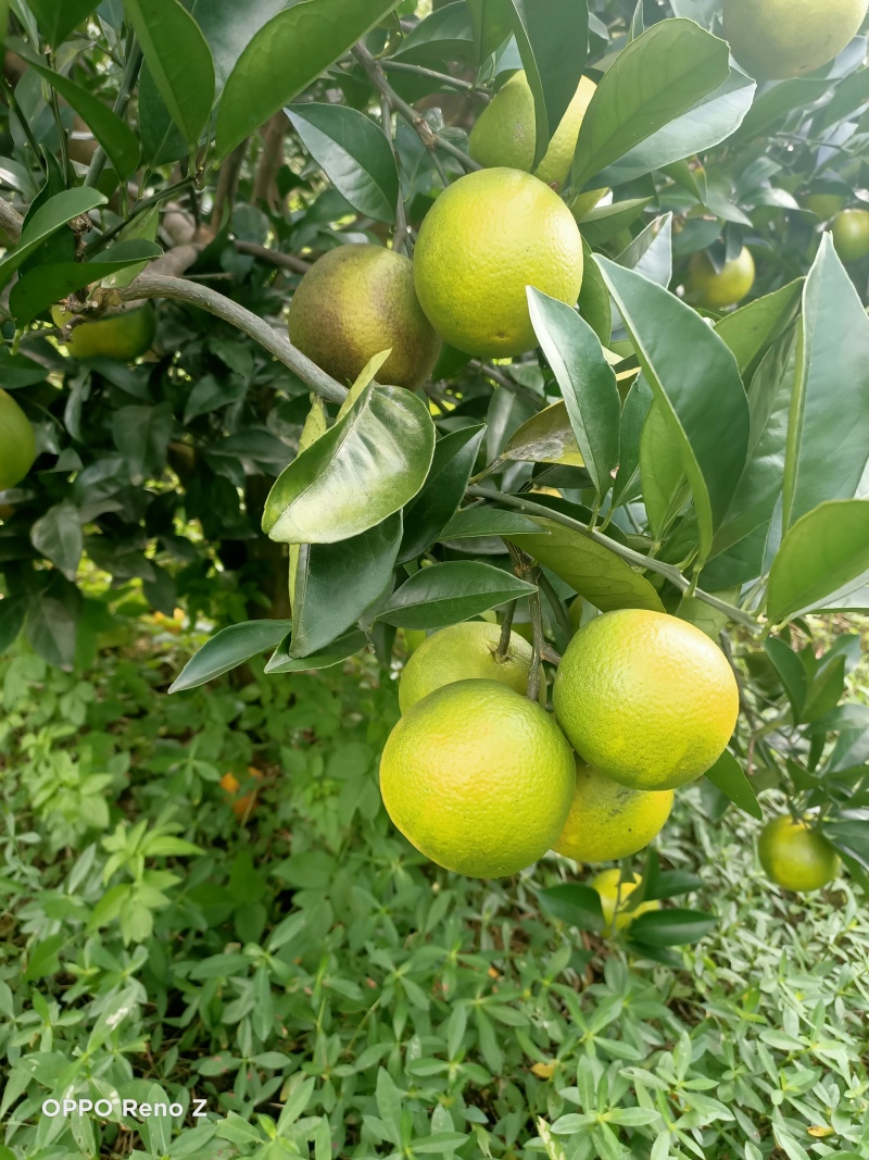 柳橙红心橙