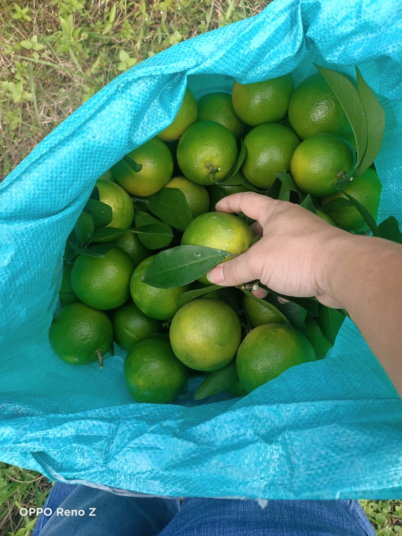 柳橙红心橙