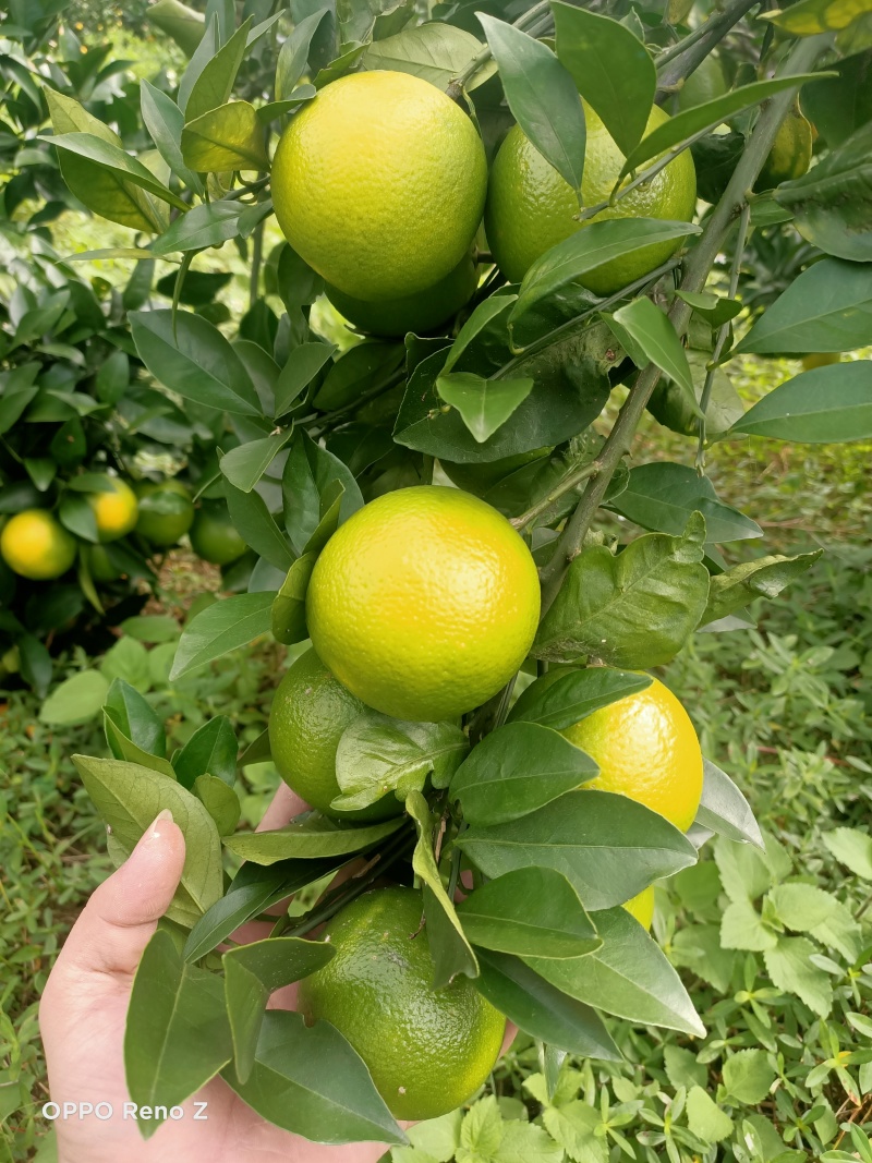 柳橙红心橙