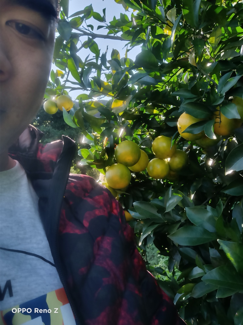 柳橙红心橙