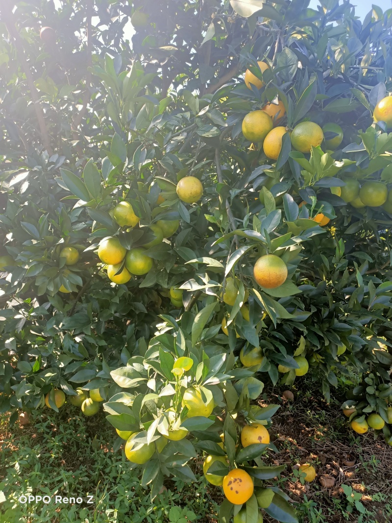 柳橙红心橙
