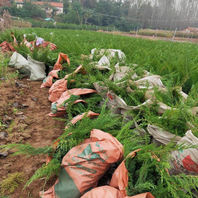 沙地柏大量出售沙地柏杯苗基地直销价格便宜支持视频看货发货