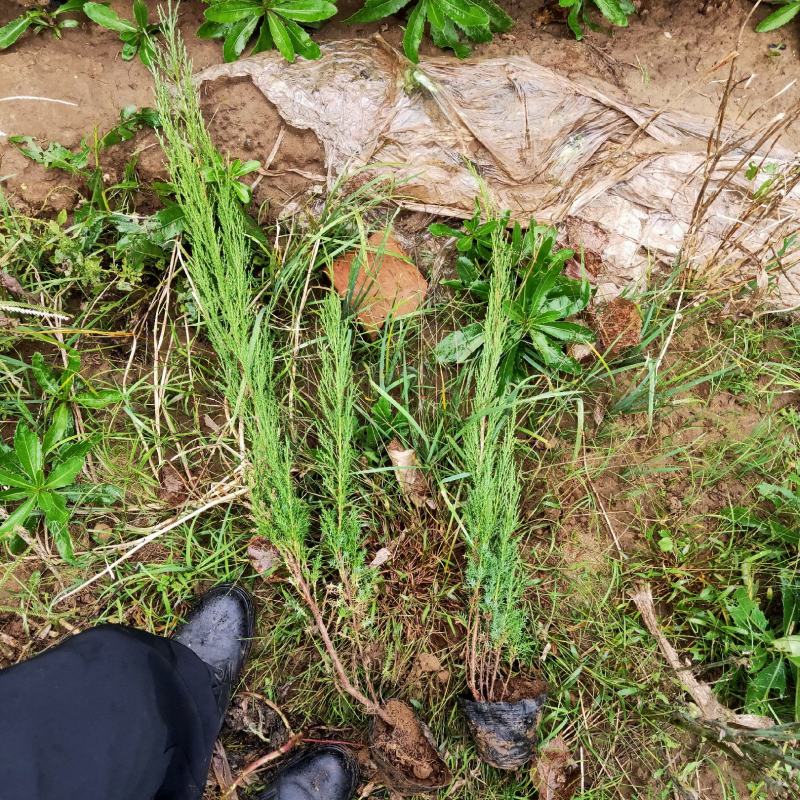 沙地柏大量出售沙地柏杯苗基地直销价格便宜支持视频看货发货