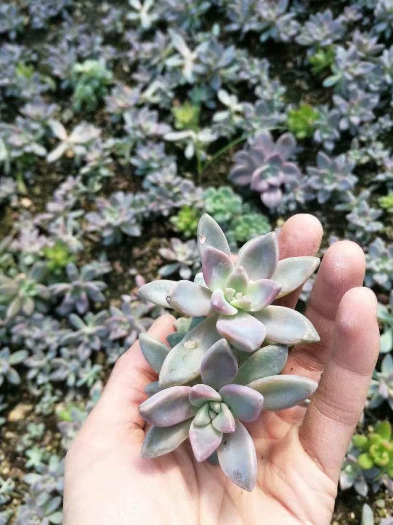 淡雪叶插苗，【联系我时就说是在一亩田】基地直销