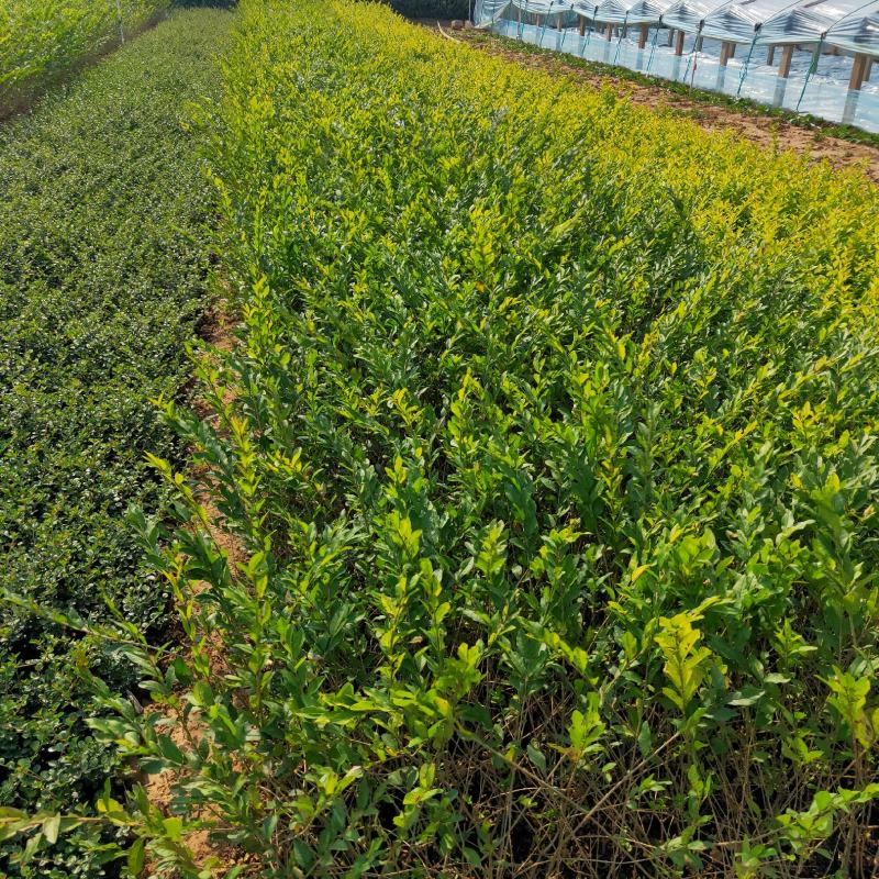 金叶水蜡大量出售基地直销价格便宜支持视频看货发货