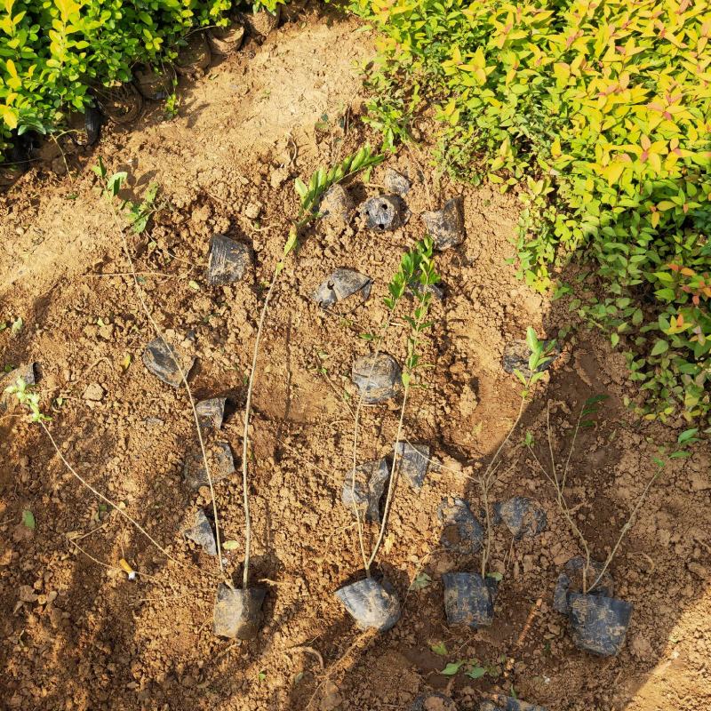 金叶水蜡大量出售基地直销价格便宜支持视频看货发货