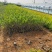 金叶水蜡大量出售基地直销价格便宜支持视频看货发货