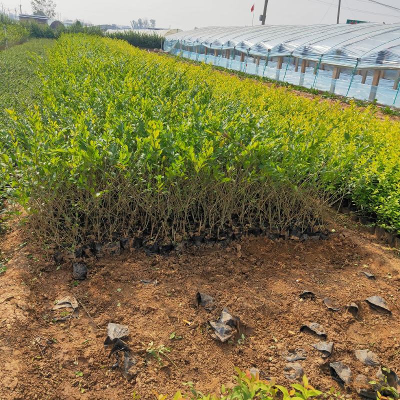 金叶水蜡大量出售基地直销价格便宜支持视频看货发货