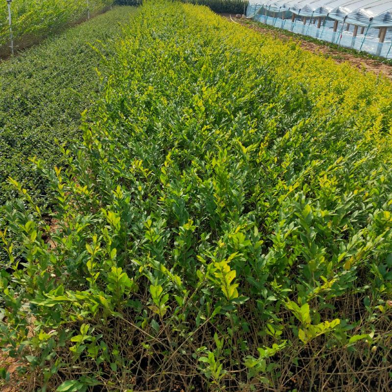 金叶水蜡大量出售基地直销价格便宜支持视频看货发货