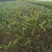 金叶水蜡大量出售基地直销价格便宜支持视频看货发货
