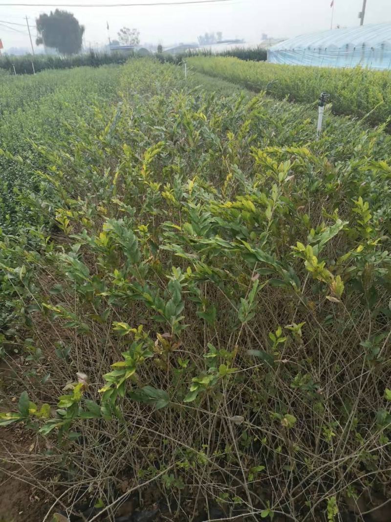 金叶水蜡大量出售基地直销价格便宜支持视频看货发货