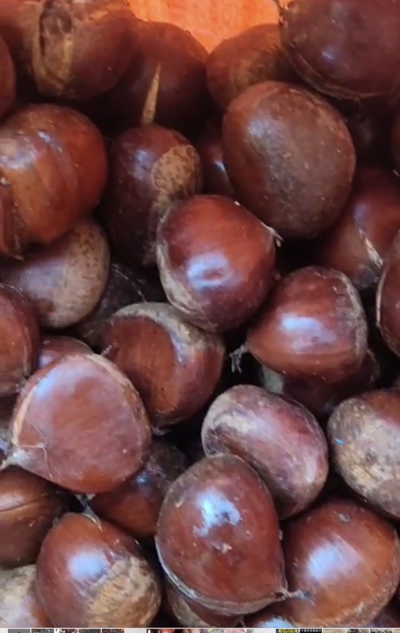 板栗🌰丹东板栗裂口板栗价格便宜质量好