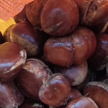 板栗🌰丹东板栗裂口板栗价格便宜质量好