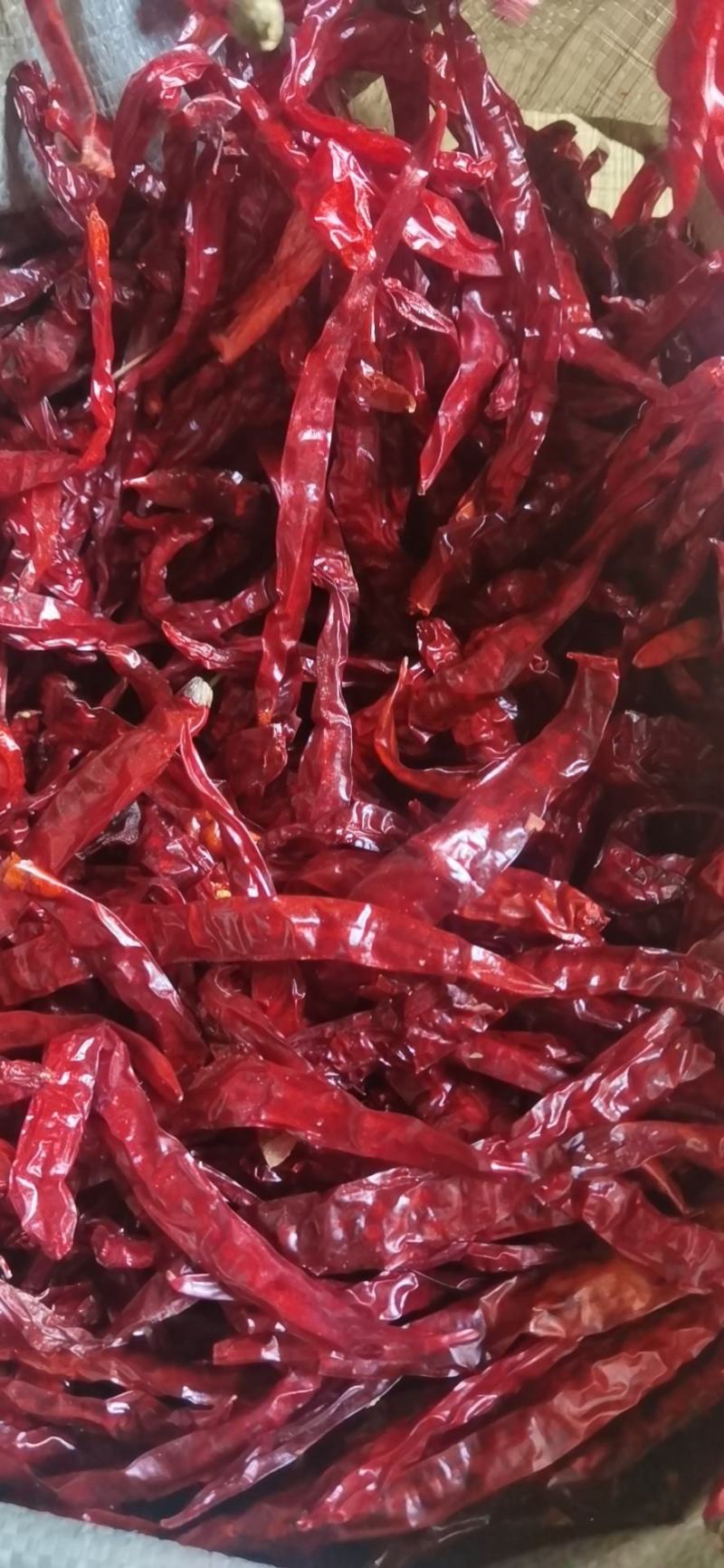 烘干去把去帽2021新苗二荆条