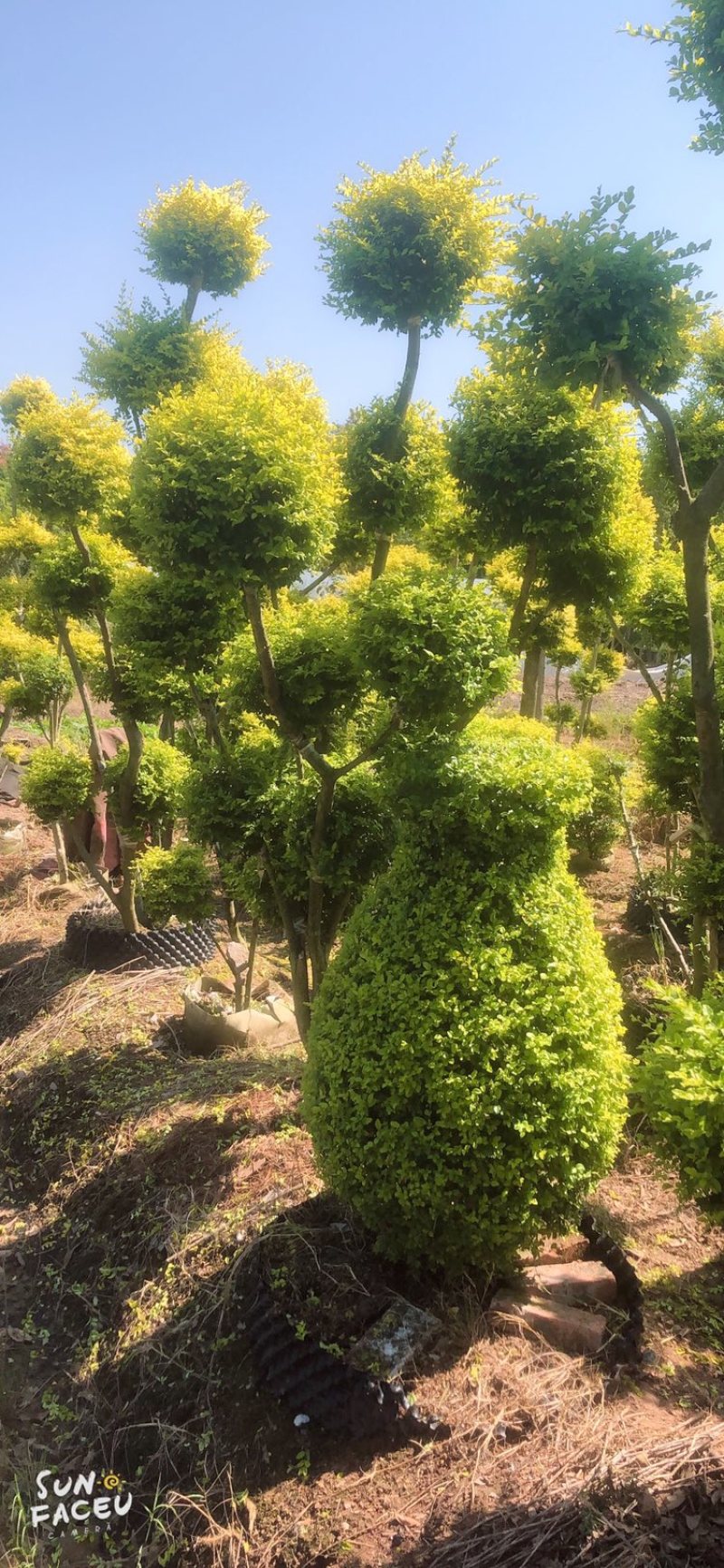 亮晶造型