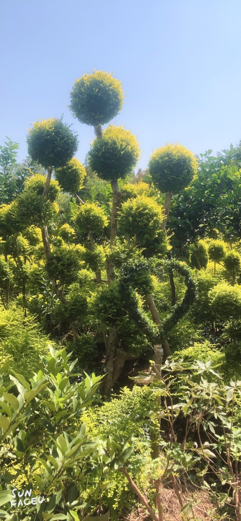 亮晶造型