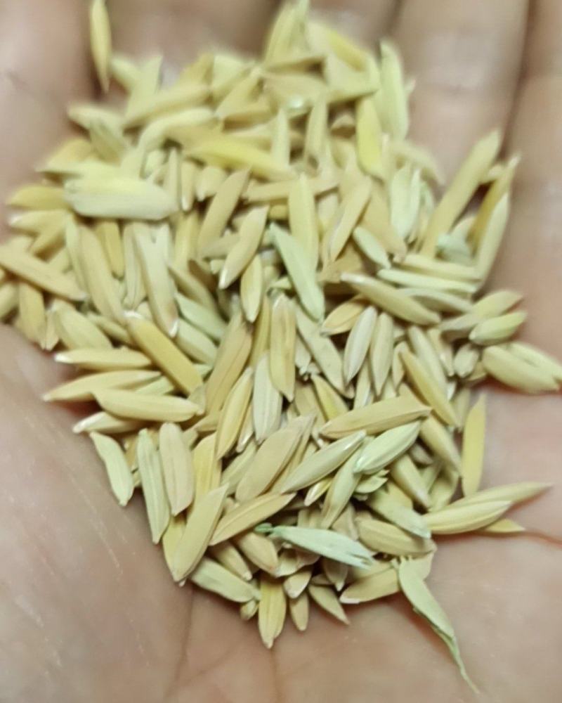 谷子2022年新鲜上市黄花粘，丰良优，米质油亮，软糯香甜