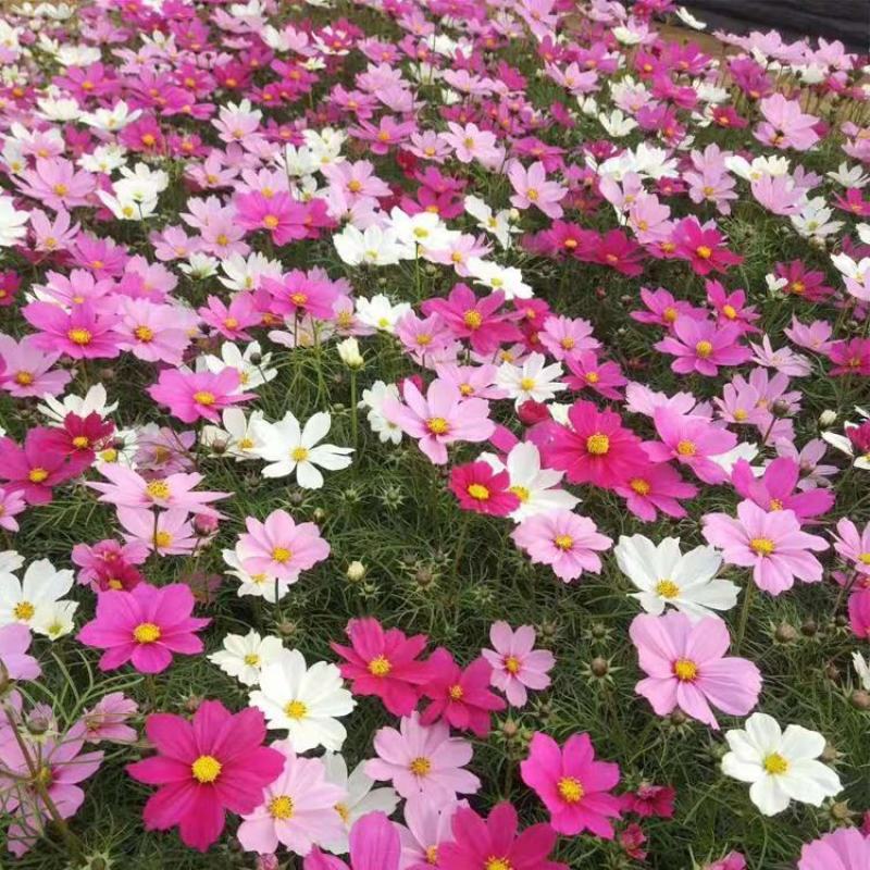 矮杆波斯菊种子格桑花种子四季易种庭院阳台种子景观花海