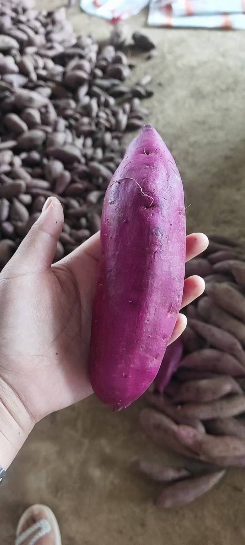 紫薯紫罗兰精品圆球大量出货质量保证货源充足！