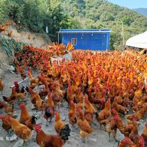 散养土鸡跑山鸡180天以上均重3.5至5量大。