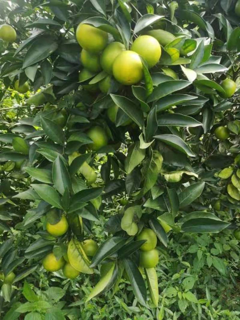 正宗红江橙产地果园直发品质保证