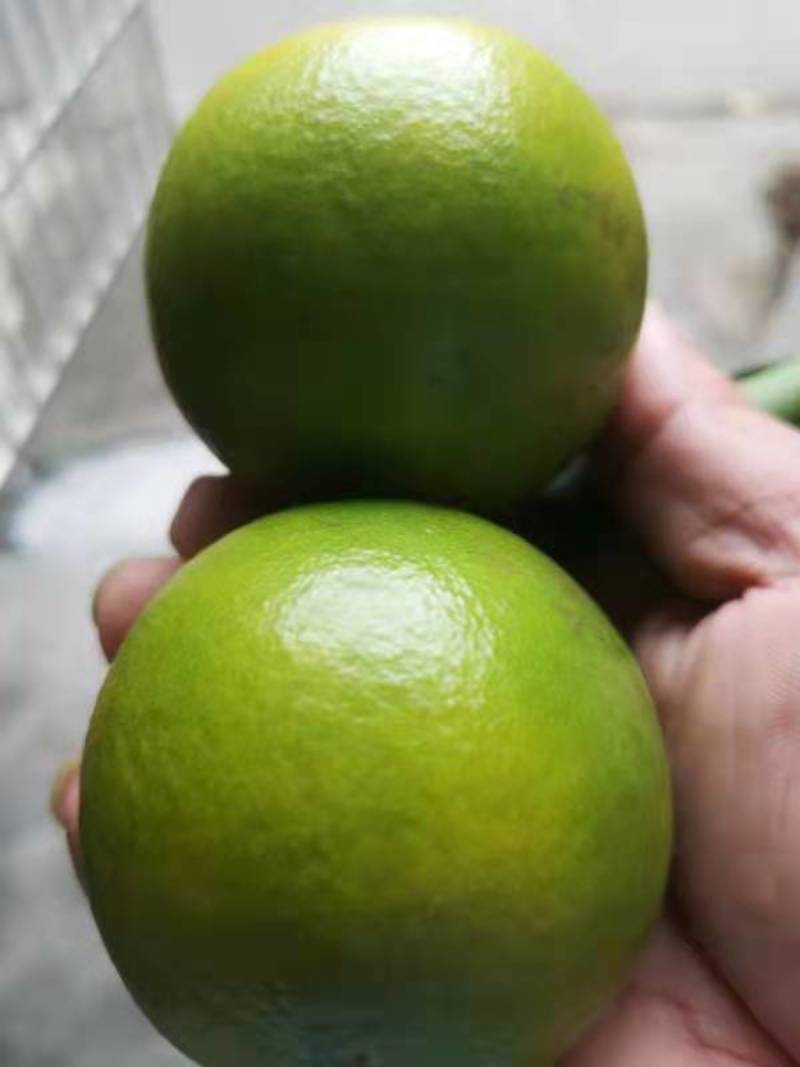 正宗红江橙产地果园直发品质保证