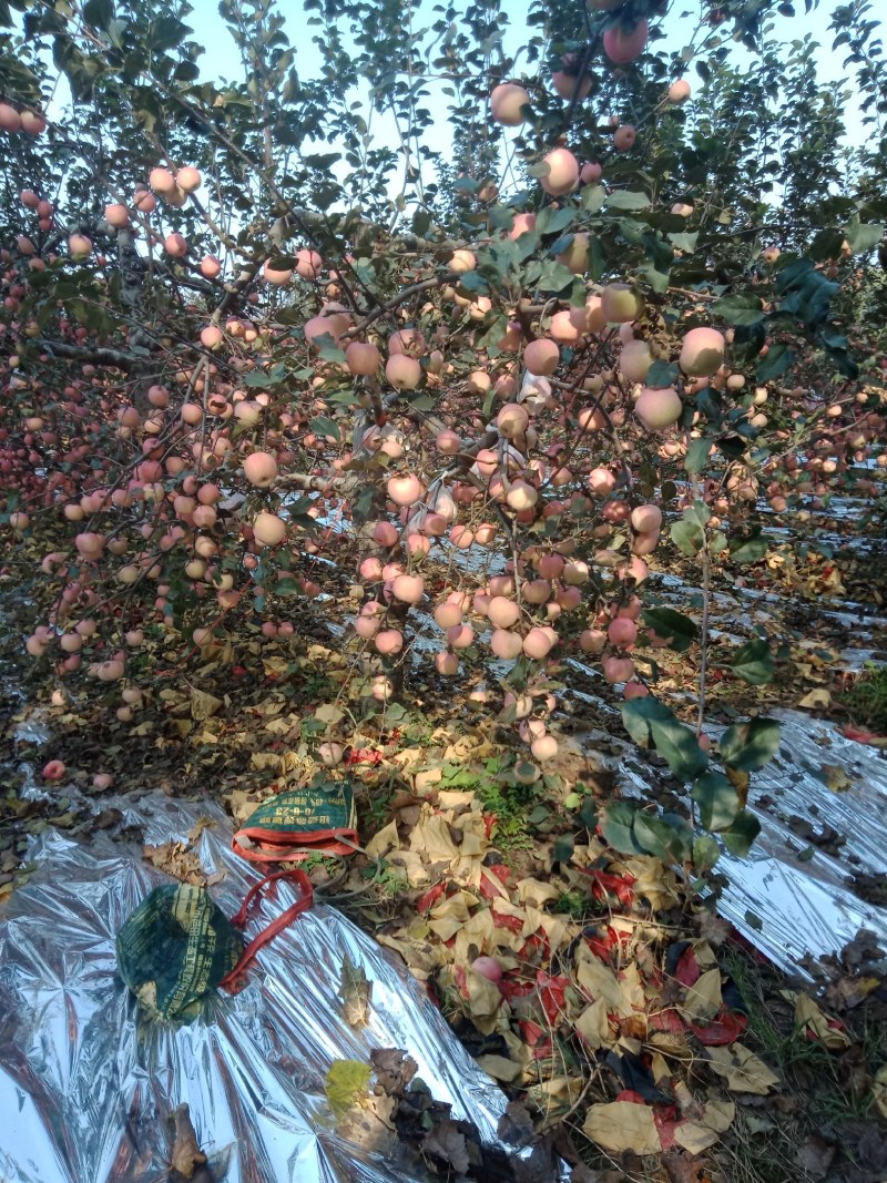 苹果