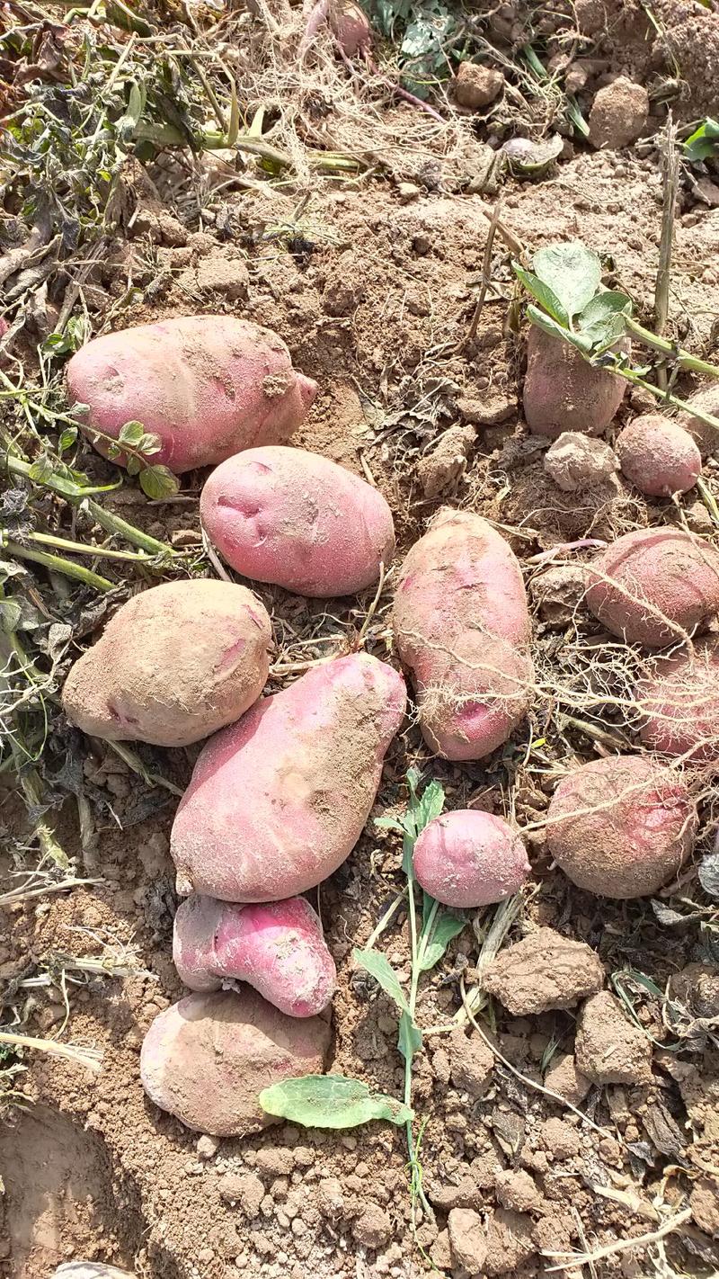 土豆，青薯9号高原旱地土豆一手货源产地直销一条龙服务