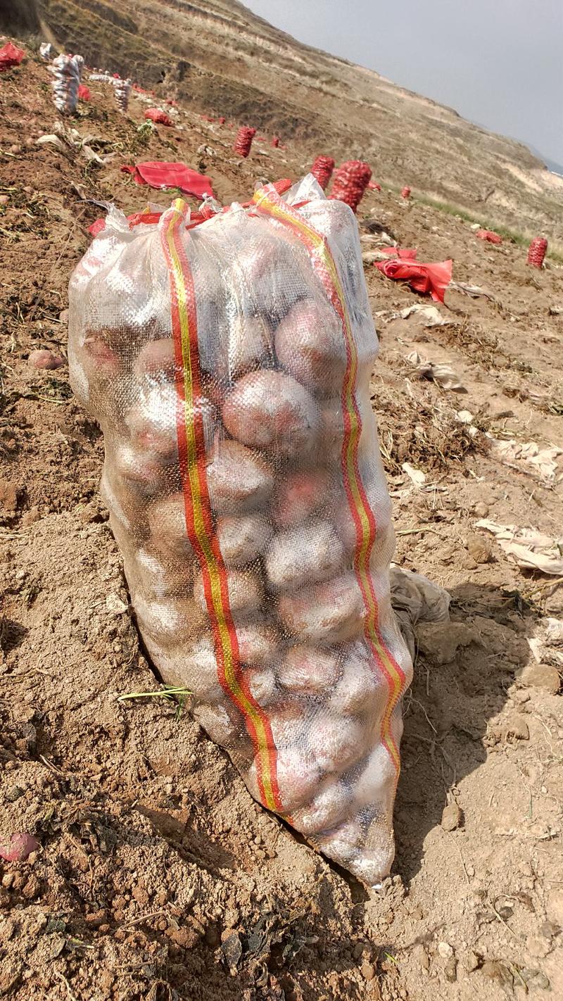 土豆，青薯9号高原旱地土豆一手货源产地直销一条龙服务