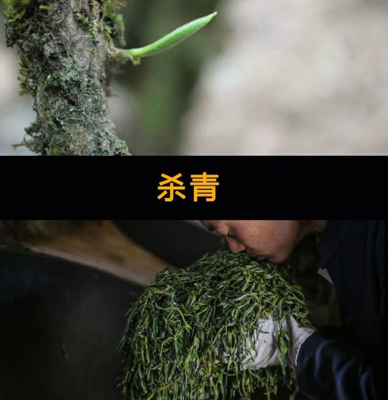 云南普洱茶生茶散茶易武古树春茶大份量1000g茶叶散装生