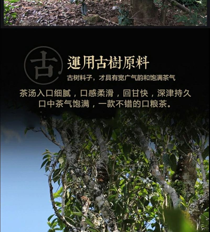 云南普洱茶生茶散茶易武古树春茶大份量1000g茶叶散装生